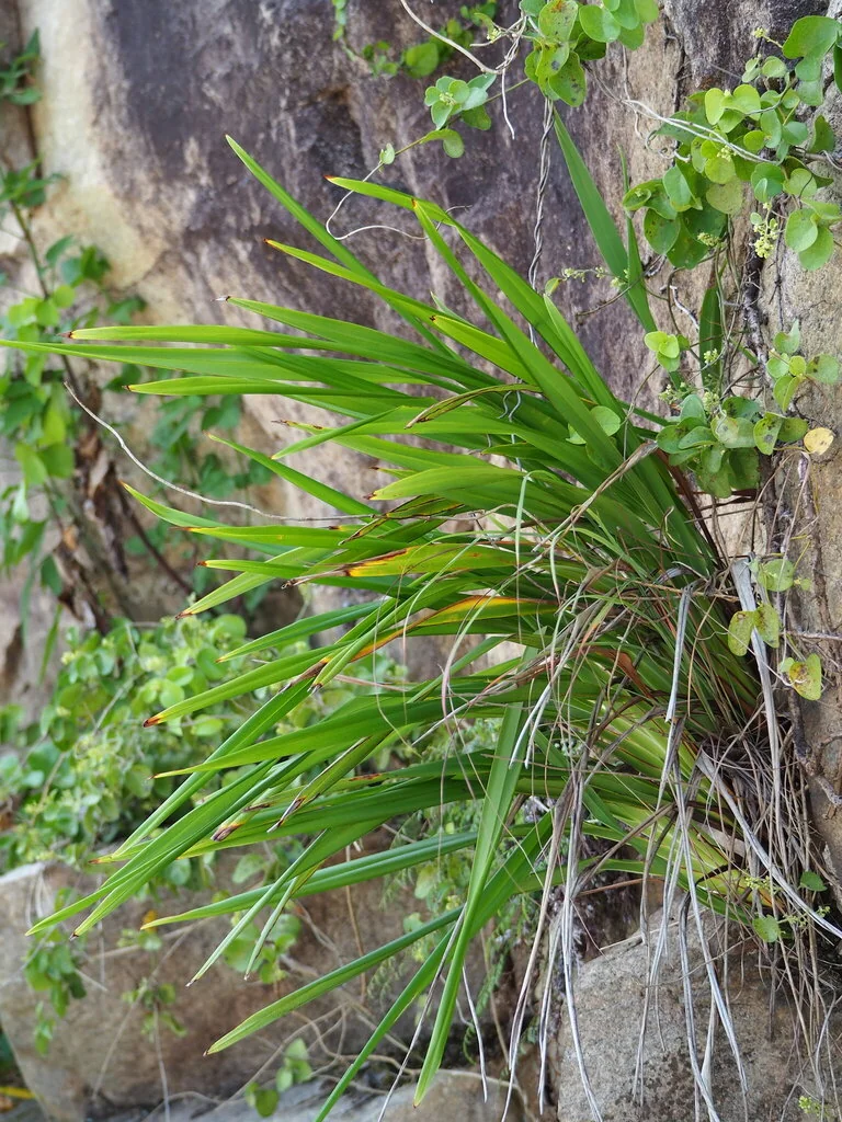 Dianella Ensifolia