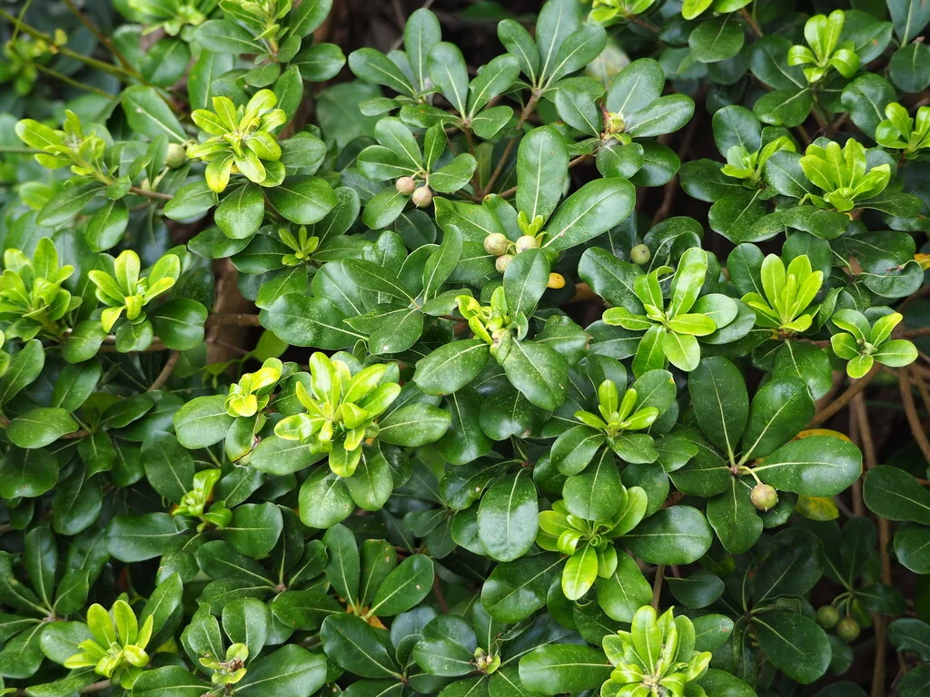 Pittosporum Tobira