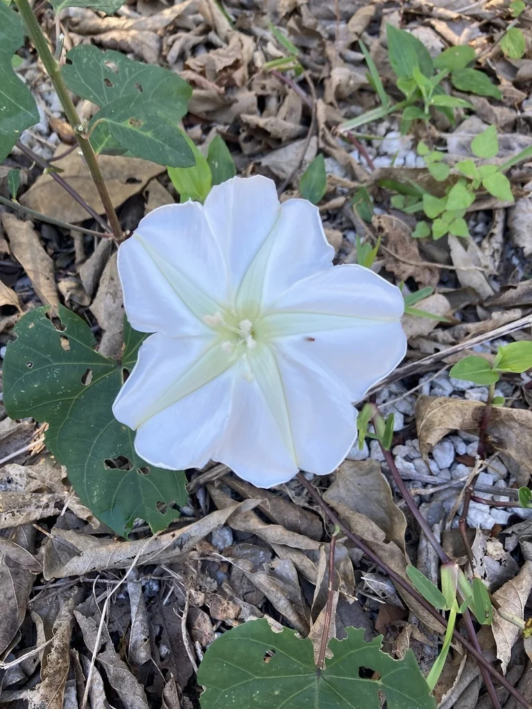 Ipomoea Alba