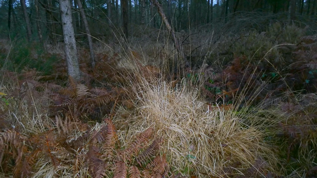 Molinia Caerulea