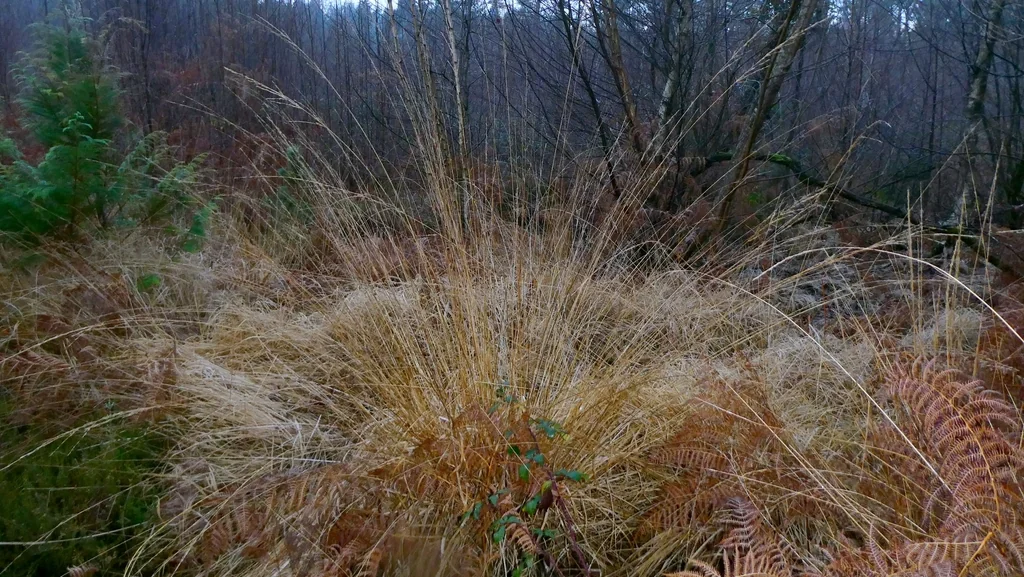 Molinia Caerulea