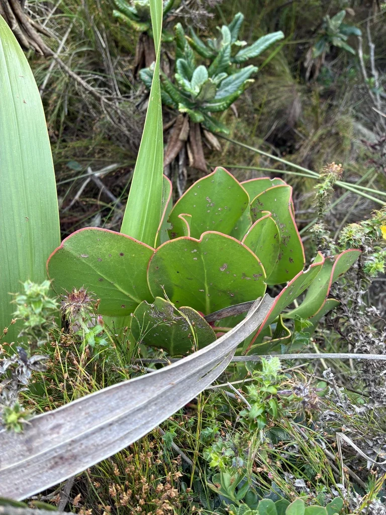 Protea Cynaroides