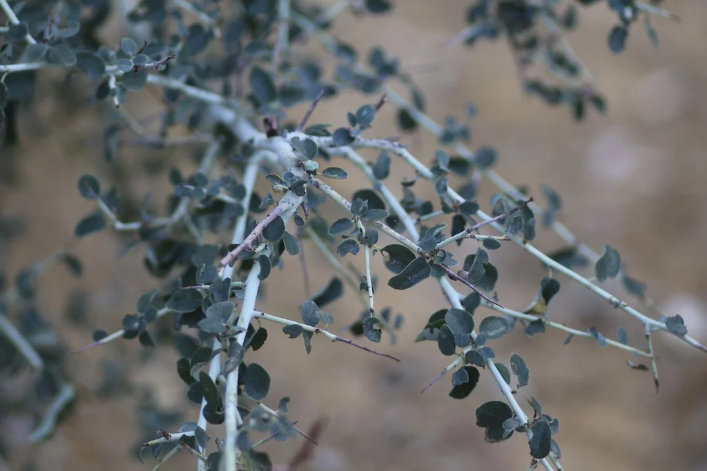 Ceanothus Leucodermis