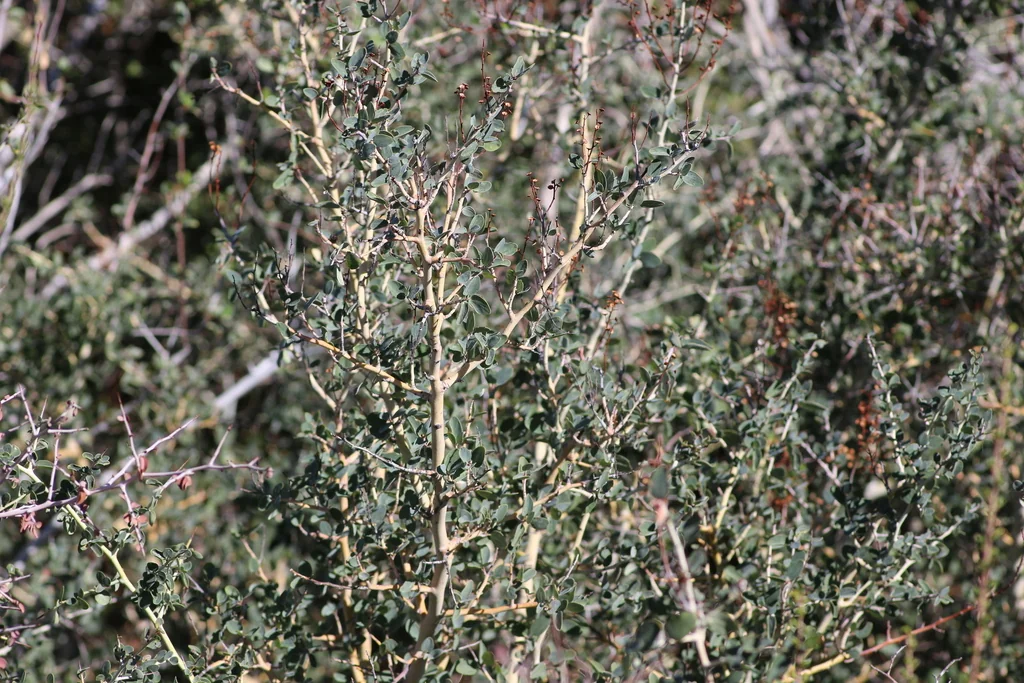 Ceanothus Leucodermis