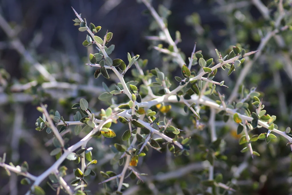 Ceanothus Leucodermis