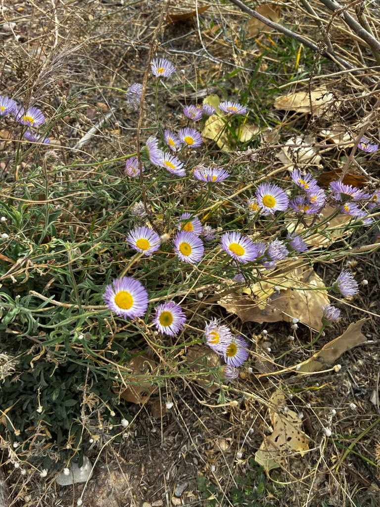 Erigeron Divergens