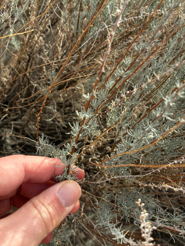 Artemisia Filifolia