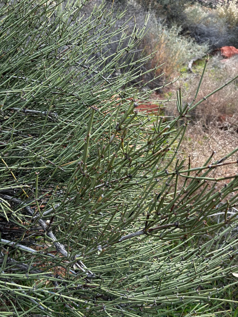 Ephedra Viridis
