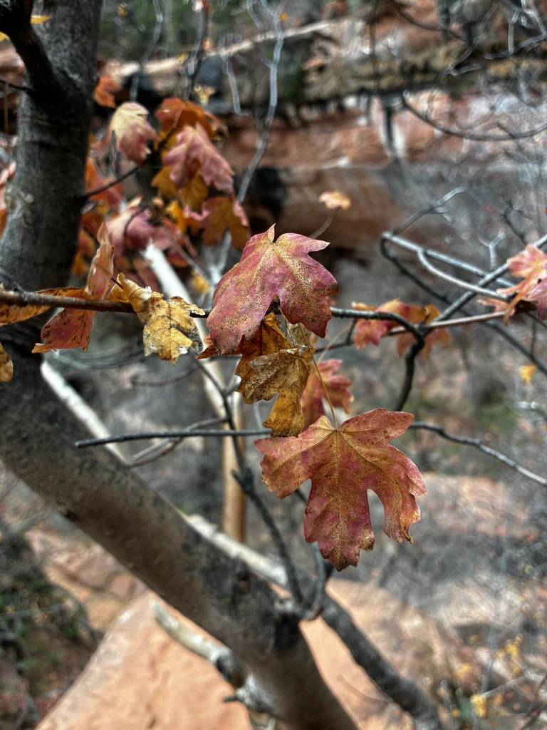 Acer Grandidentatum