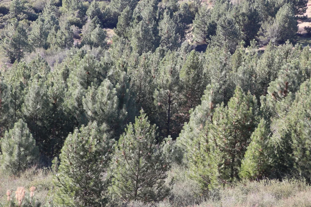 Pinus Coulteri