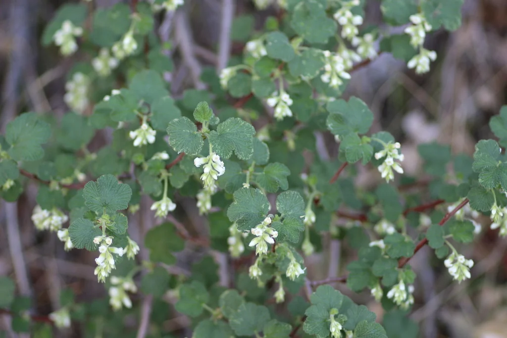 Ribes Indecorum