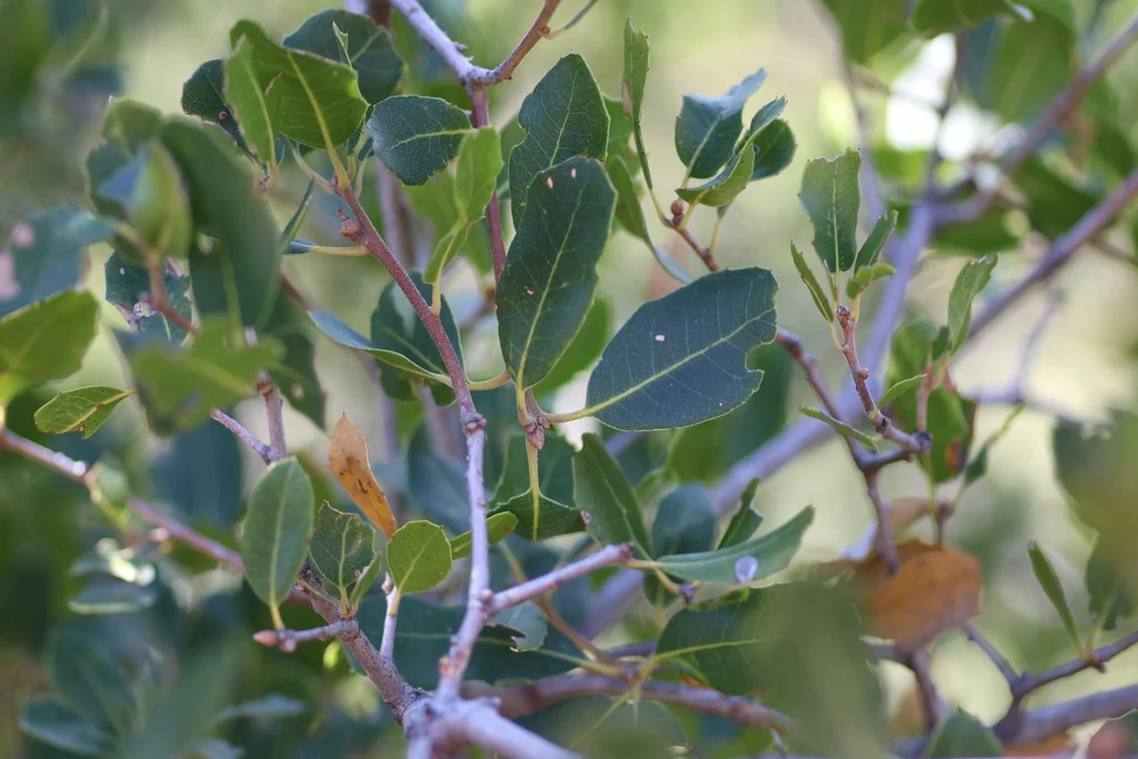 Quercus Wislizenii