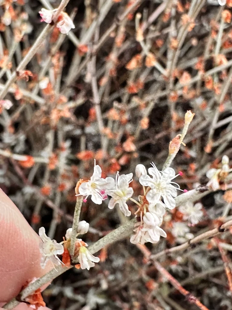Eriogonum Wrightii