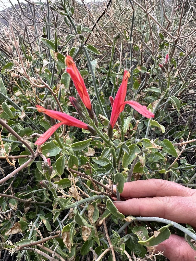 Justicia Californica