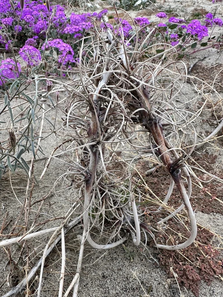 Oenothera Deltoides