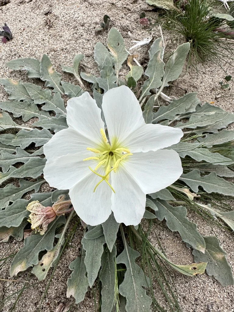 Oenothera Deltoides