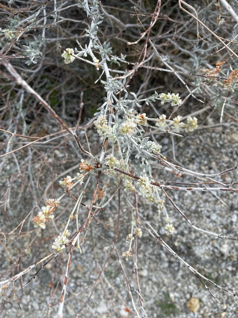 Eriogonum Wrightii