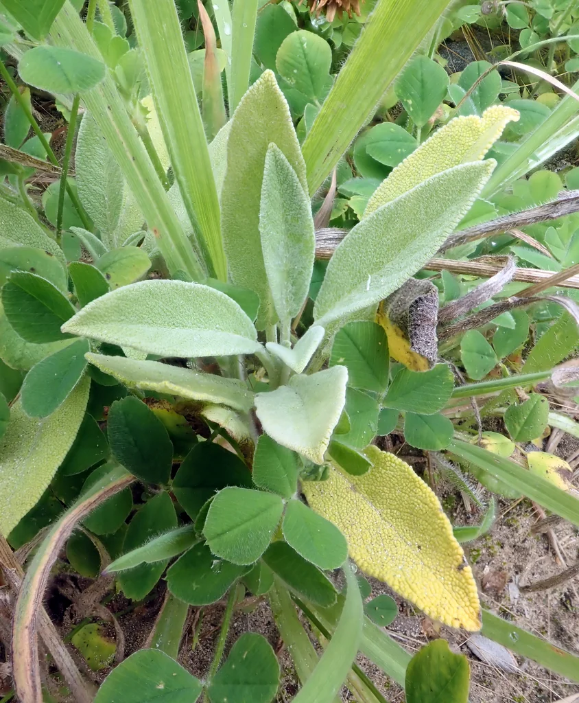 Salvia Officinalis