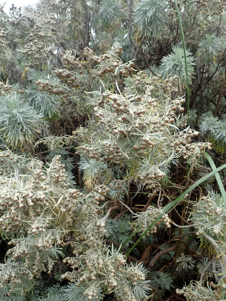 Artemisia Arborescens