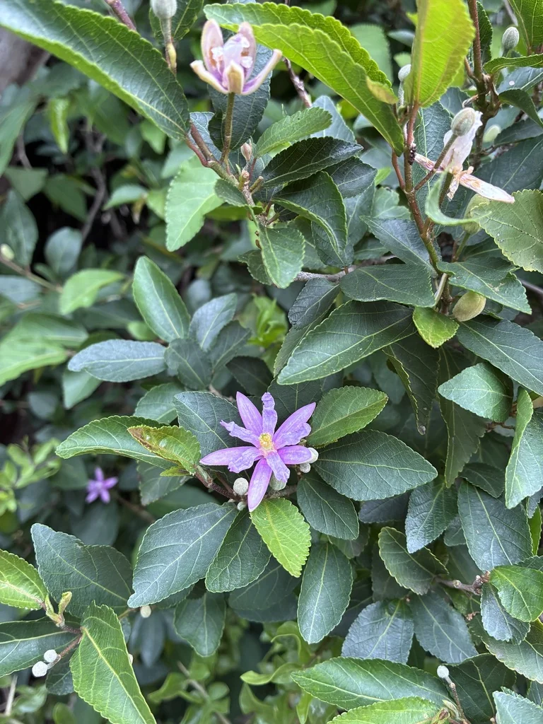 Grewia Occidentalis
