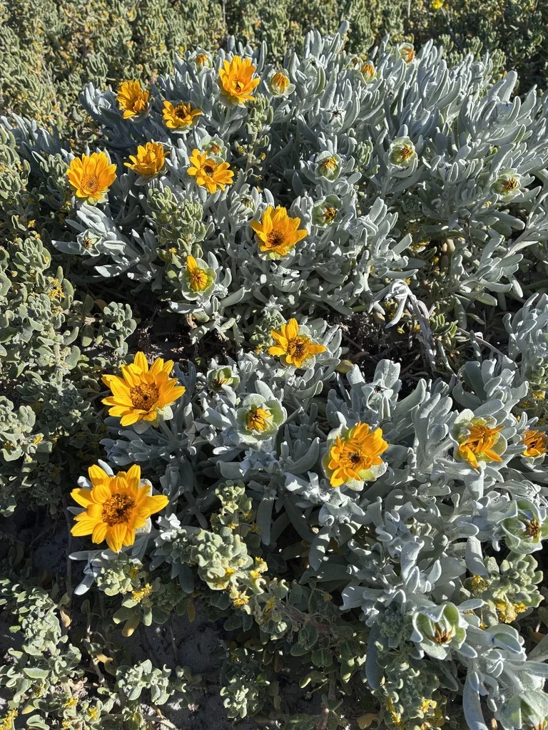 Didelta carnosa