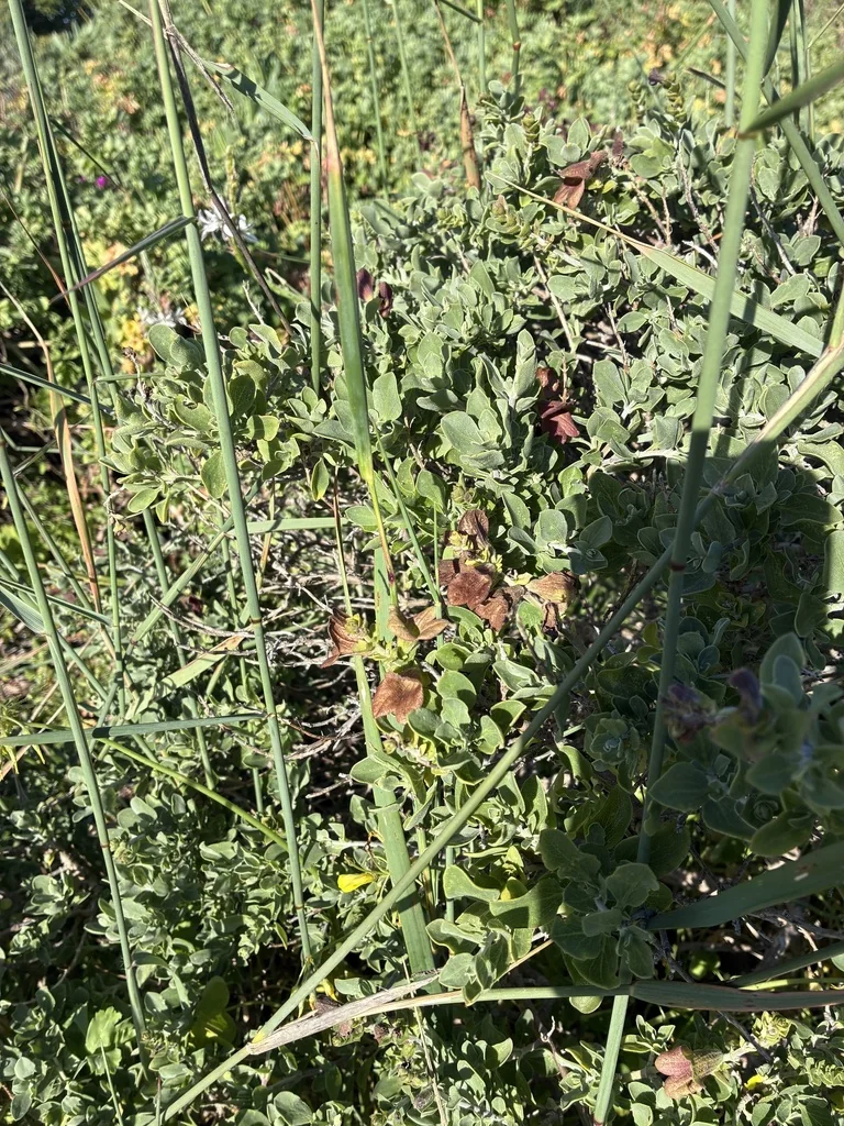 Salvia Africana-Lutea