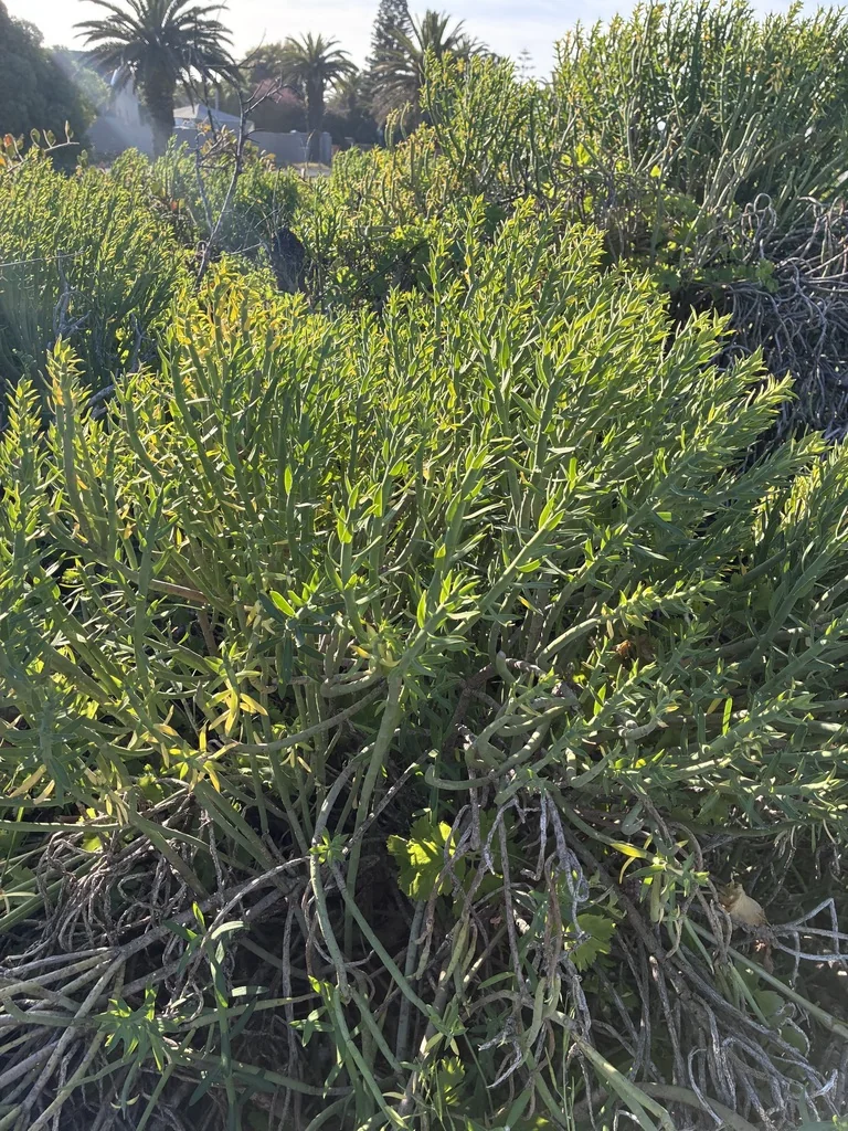 Euphorbia Mauritanica