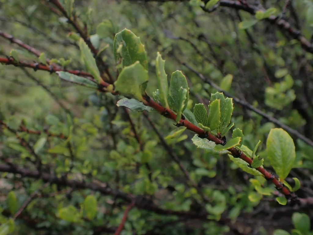 Ceanothus Gloriosus