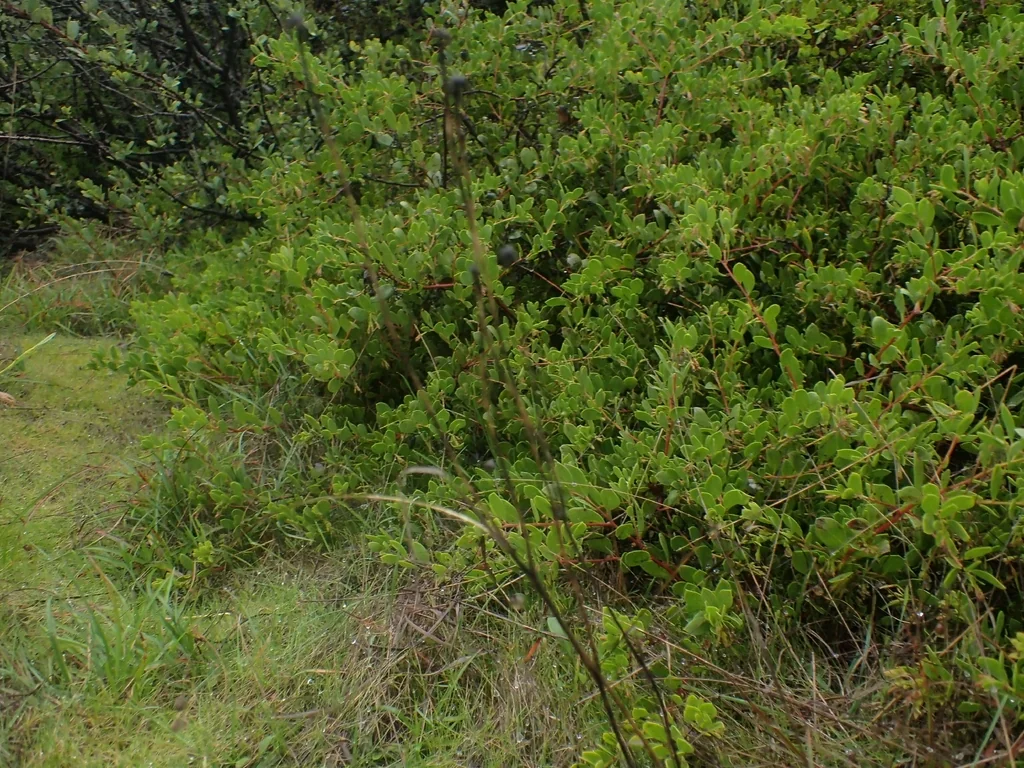 Arctostaphylos Densiflora