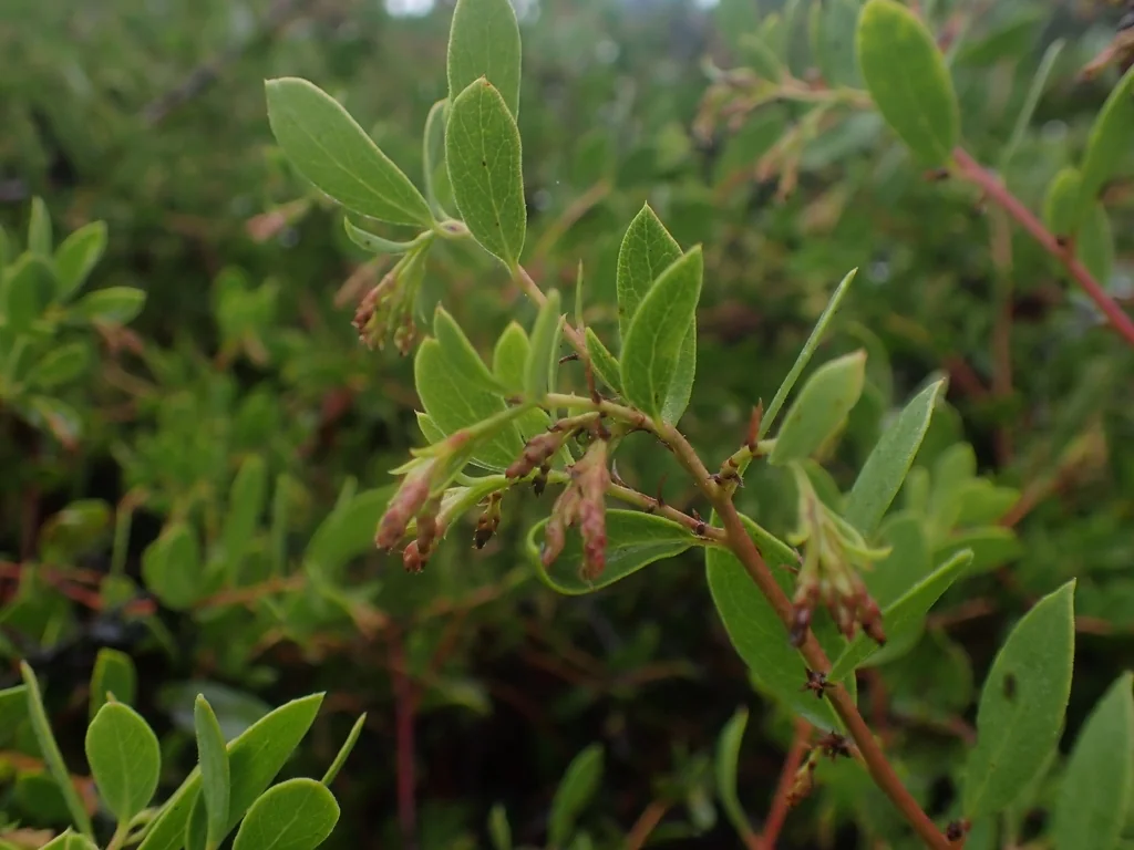 Arctostaphylos Densiflora