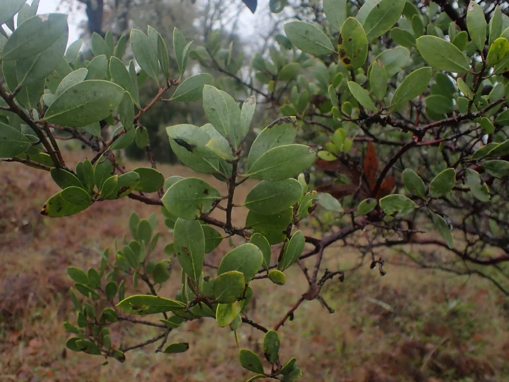Arctostaphylos Manzanita