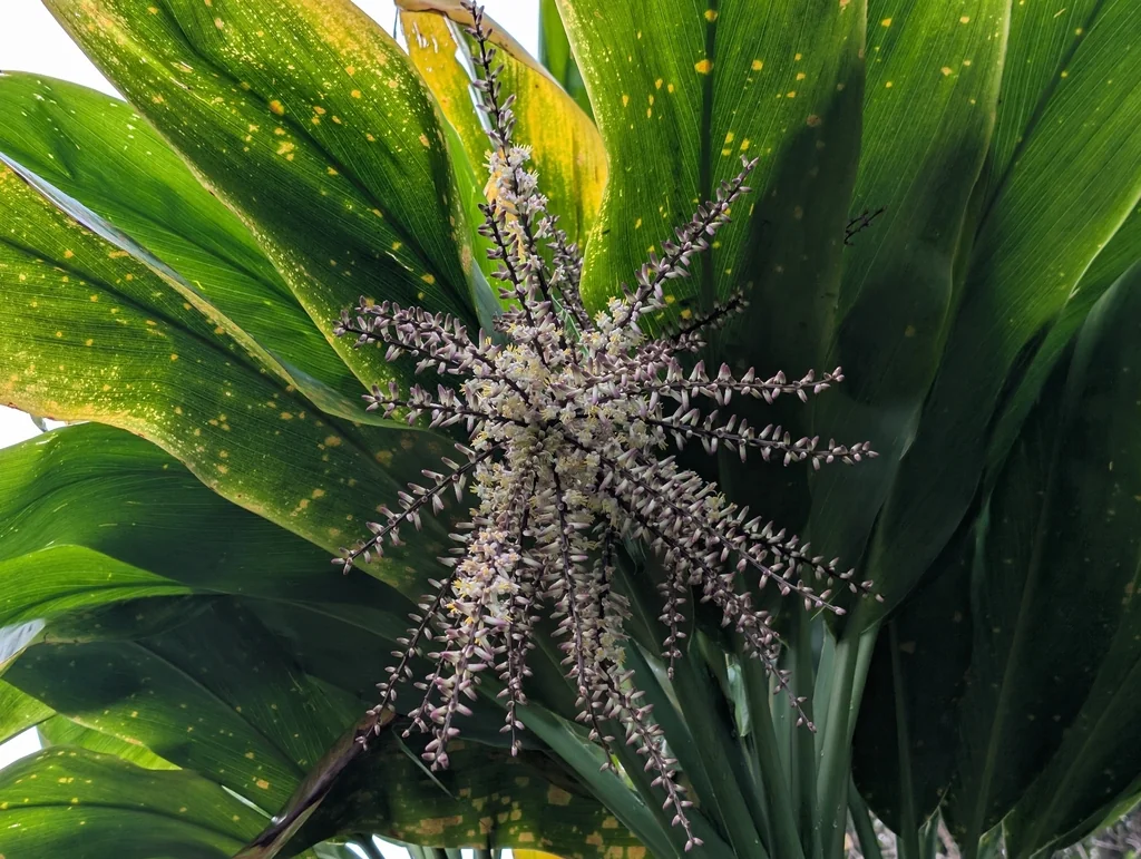 Cordyline fruticosa