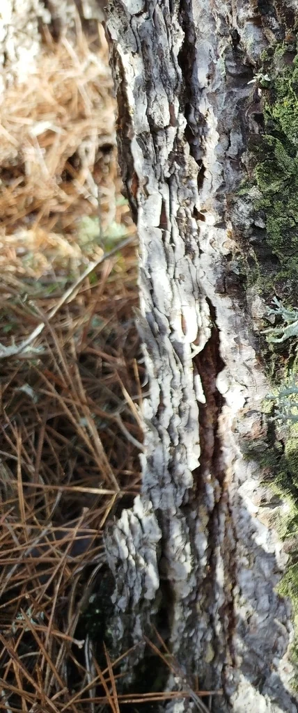 Pinus nigra