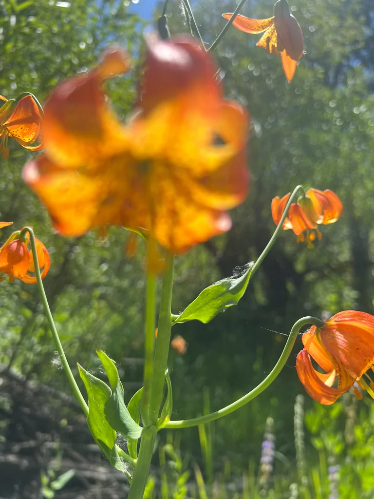 Lilium Pardalinum