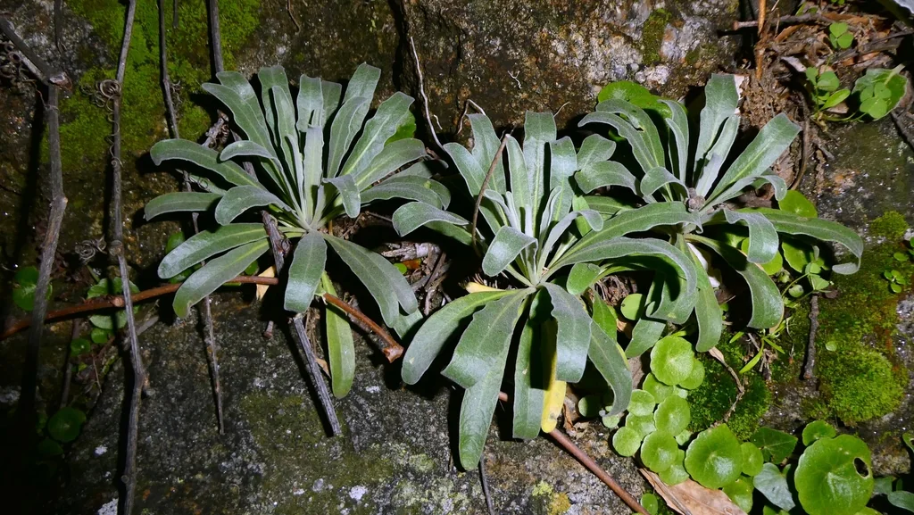 Matthiola Incana