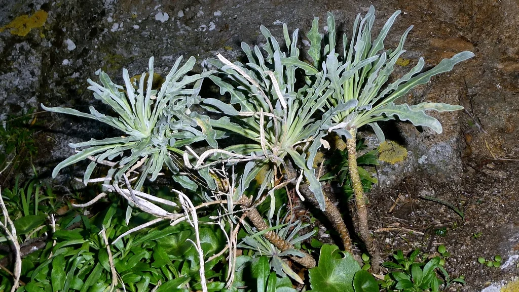 Matthiola Incana