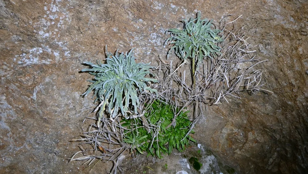 Matthiola Incana