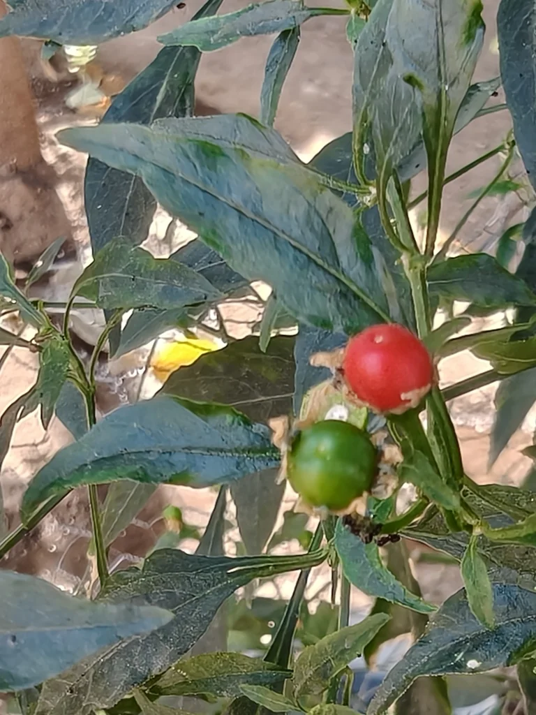 Capsicum annuum