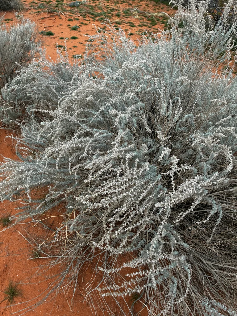 Artemisia Filifolia