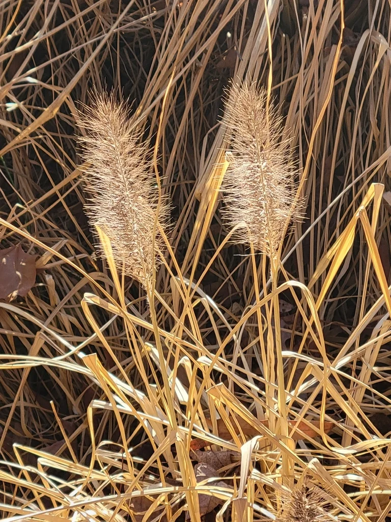 Pennisetum alopecuroides