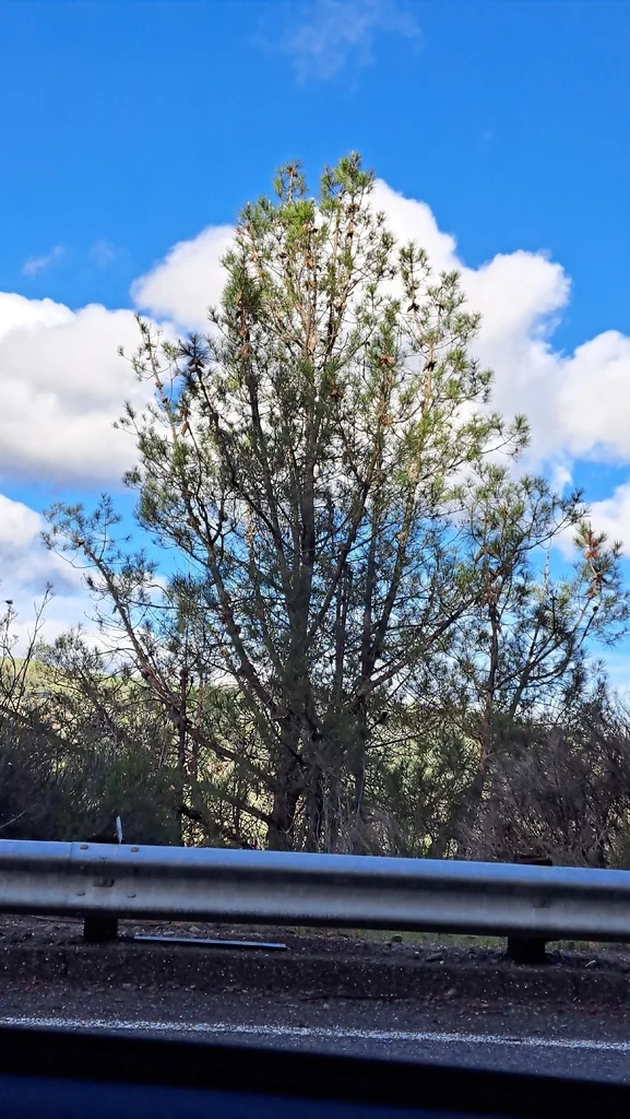 Pinus Attenuata