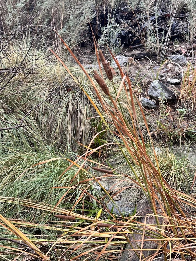 Typha Domingensis