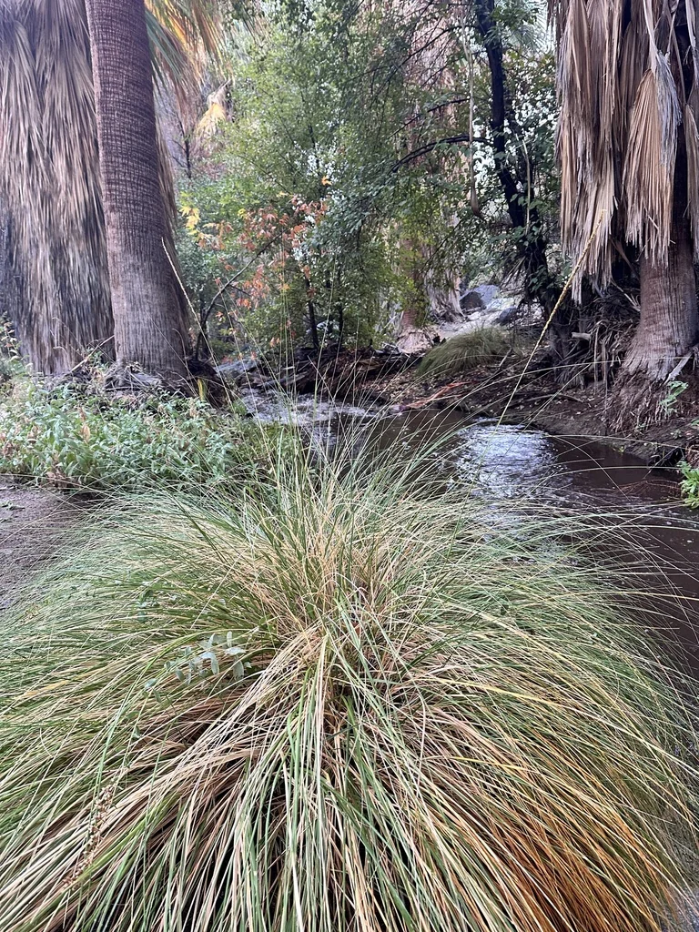 Muhlenbergia Rigens