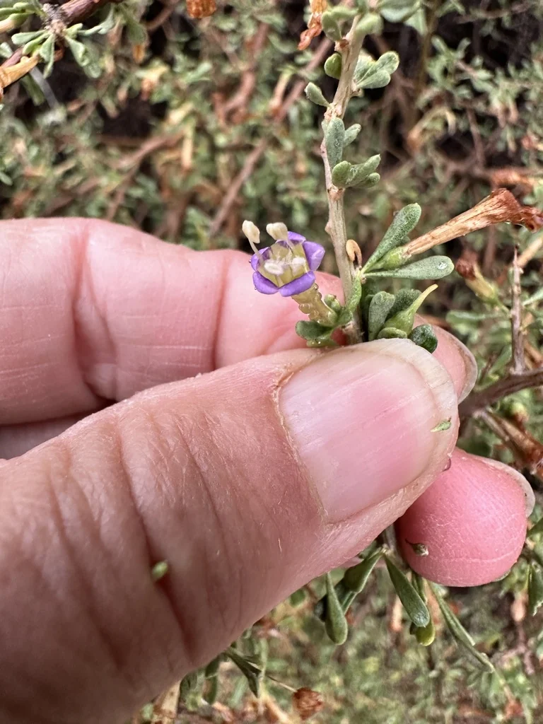 Lycium Andersonii