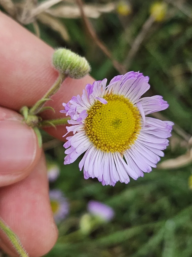 Erigeron Divergens