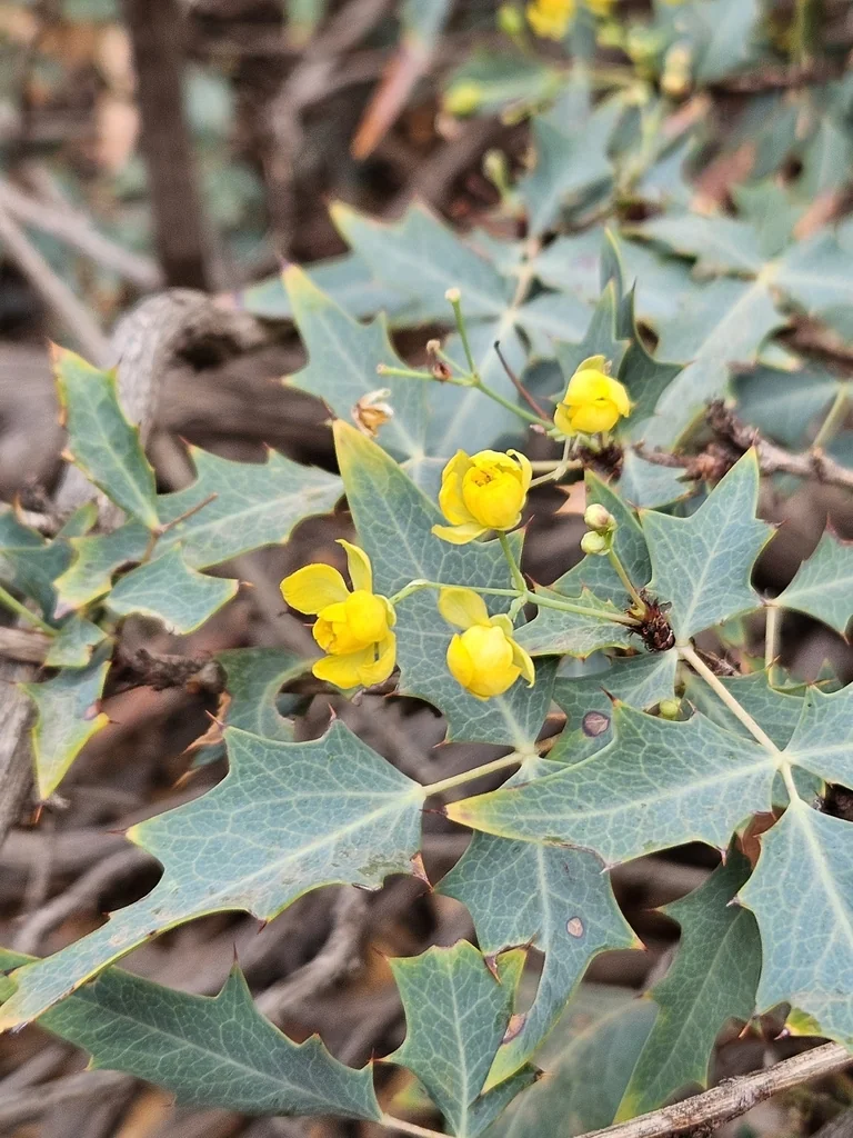 Berberis Haematocarpa