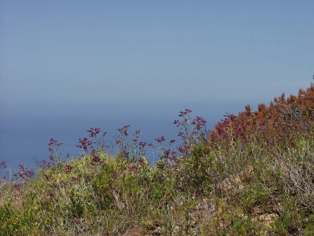 Salvia Canariensis