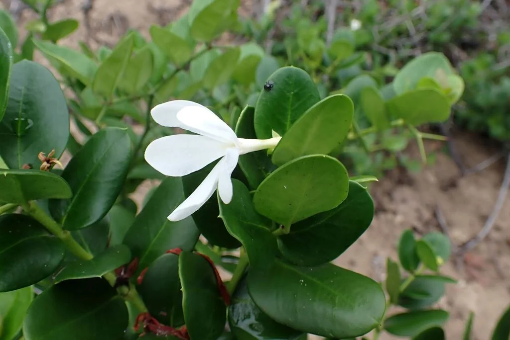 Carissa Macrocarpa