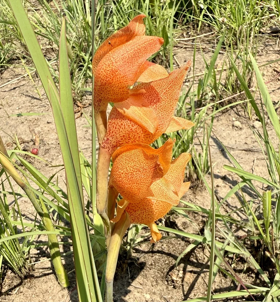 Gladiolus Dalenii