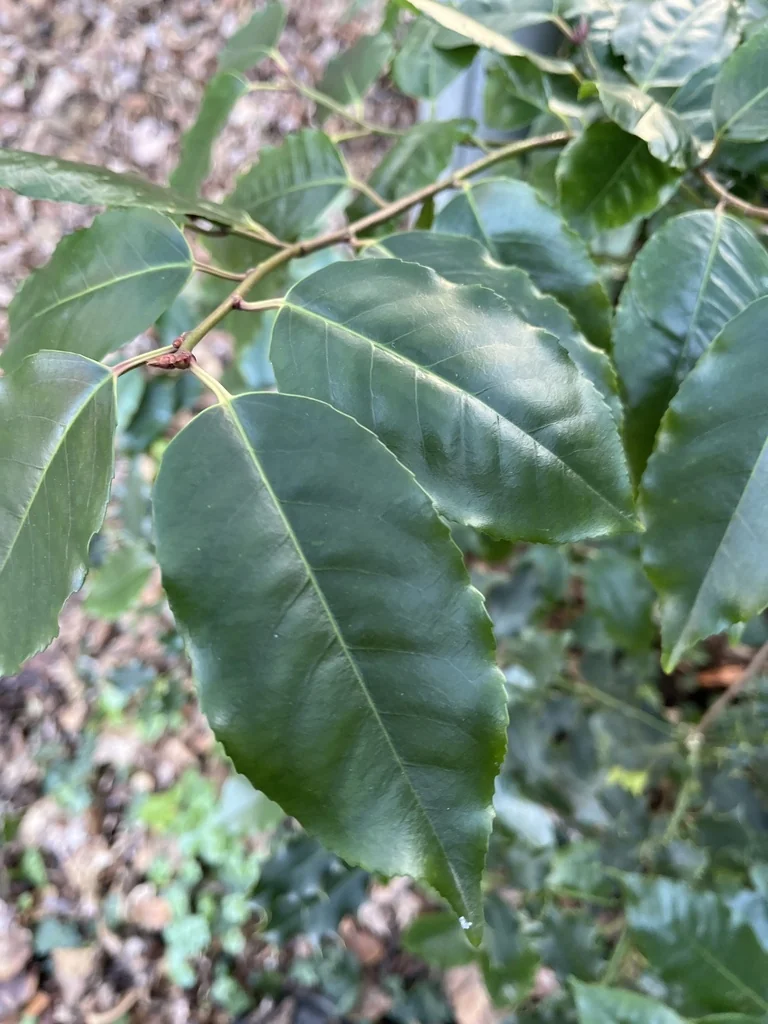 Prunus Lusitanica
